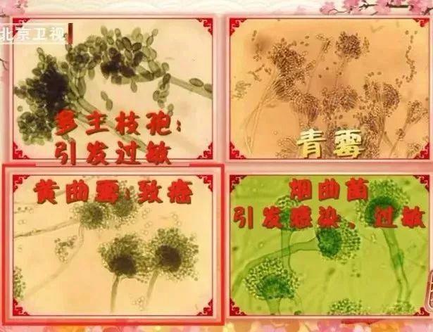 冰箱封条发霉变黑怎么清洗干净,冰箱封条发霉了用什么小妙招