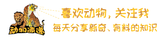 斑鬣狗是不是最厉害的动物,斑鬣狗是什么样的动物