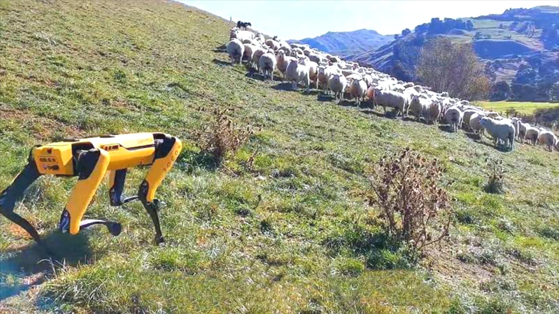 鍥藉鐢ㄦ満鍣ㄧ嫍鏀剧緤,鍥藉鐢ㄦ満鍣ㄧ嫍鏀剧緤瑙嗛