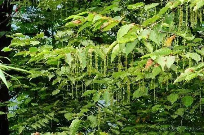 太委屈！因为冷门差点被错过——北川小寨子沟