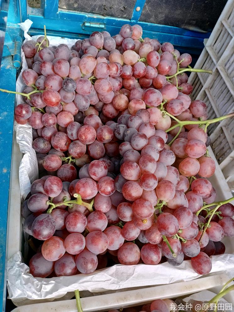 消费者评价红提：不香不甜，味同嚼蜡，是谁把红提推向了深渊？