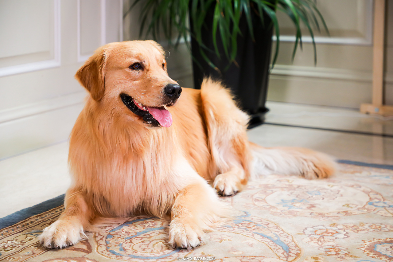 新手养金毛必备知识,养金毛新手入门必知