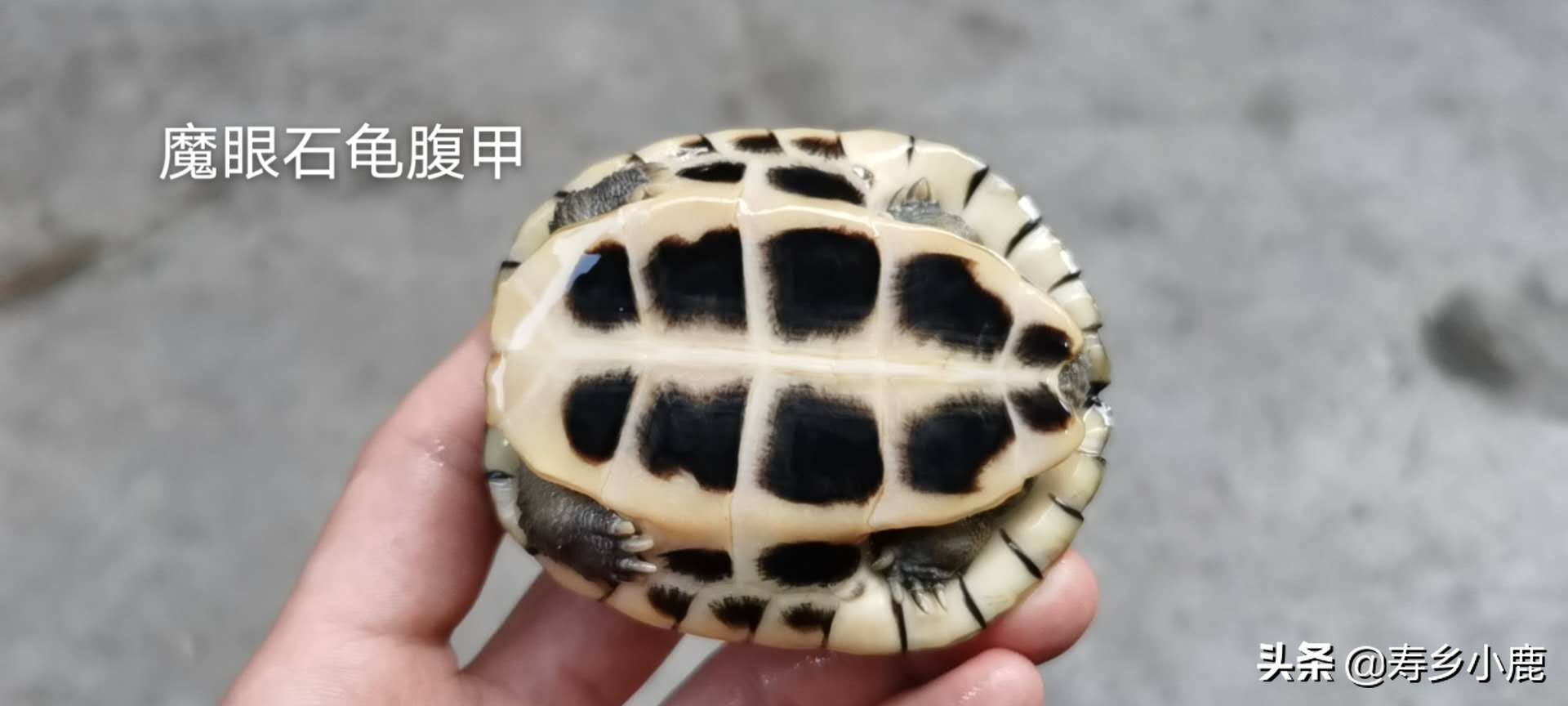 什么样石龟才算好龟,四眼龟跟养殖四眼龟有什么不一样