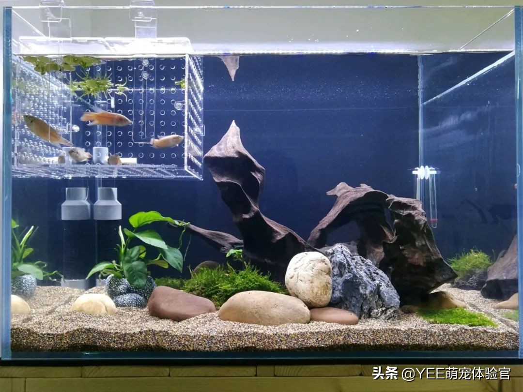 硝化细菌的五大秘诀,多加了硝化细菌该怎么处理