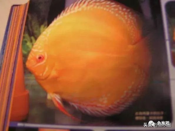 七彩神仙最好看的品种,七彩神仙多大分品种