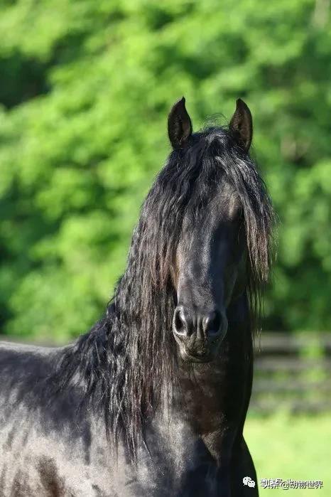 世界最好的十个品种马 (世界上最美丽的10类品种马)