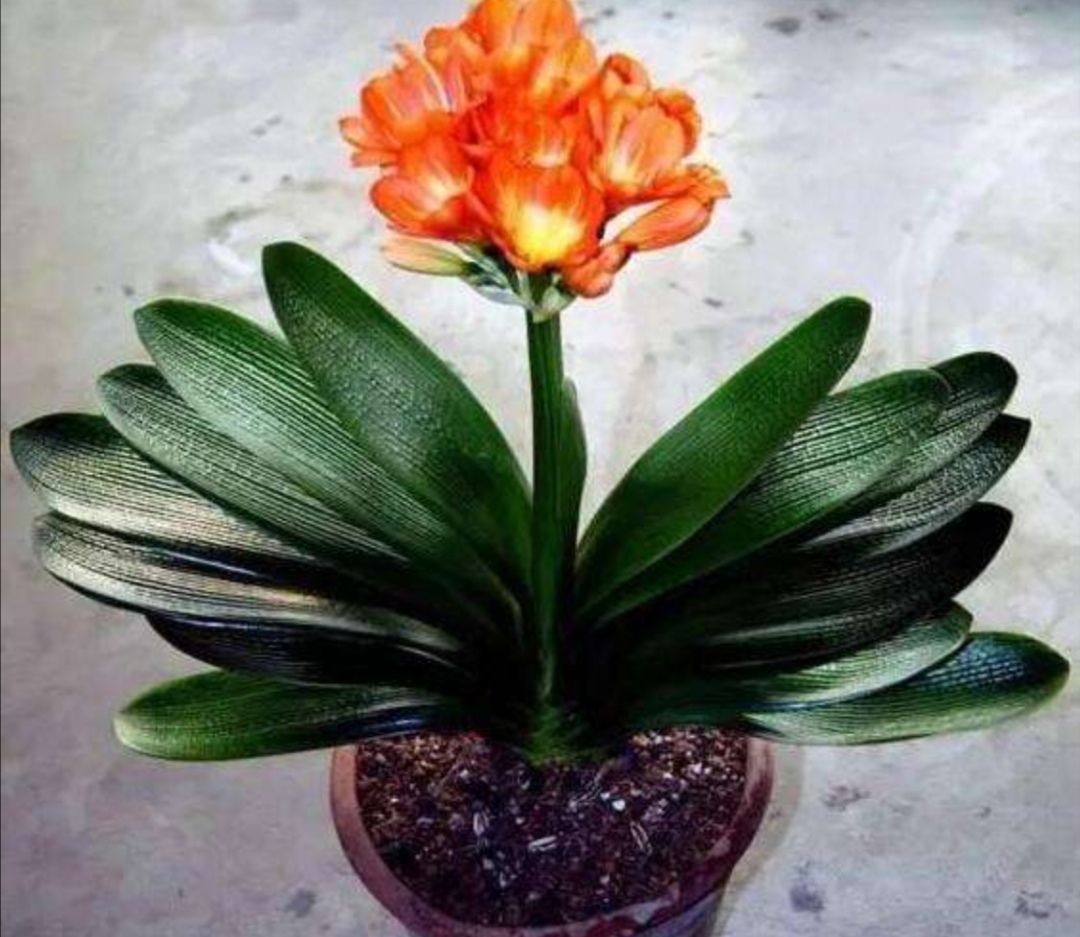 刚买君子兰换盆方法,刚买的君子兰换盆的正确方法