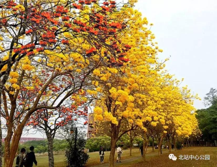 深圳建最大足球场,深圳足球公园效果图