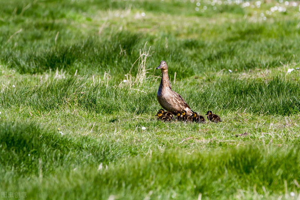 苇塘湖小野鸭哪里去了？老鼠蛇黄鼬雀鹰乌鸦黑鱼都是野鸭天敌