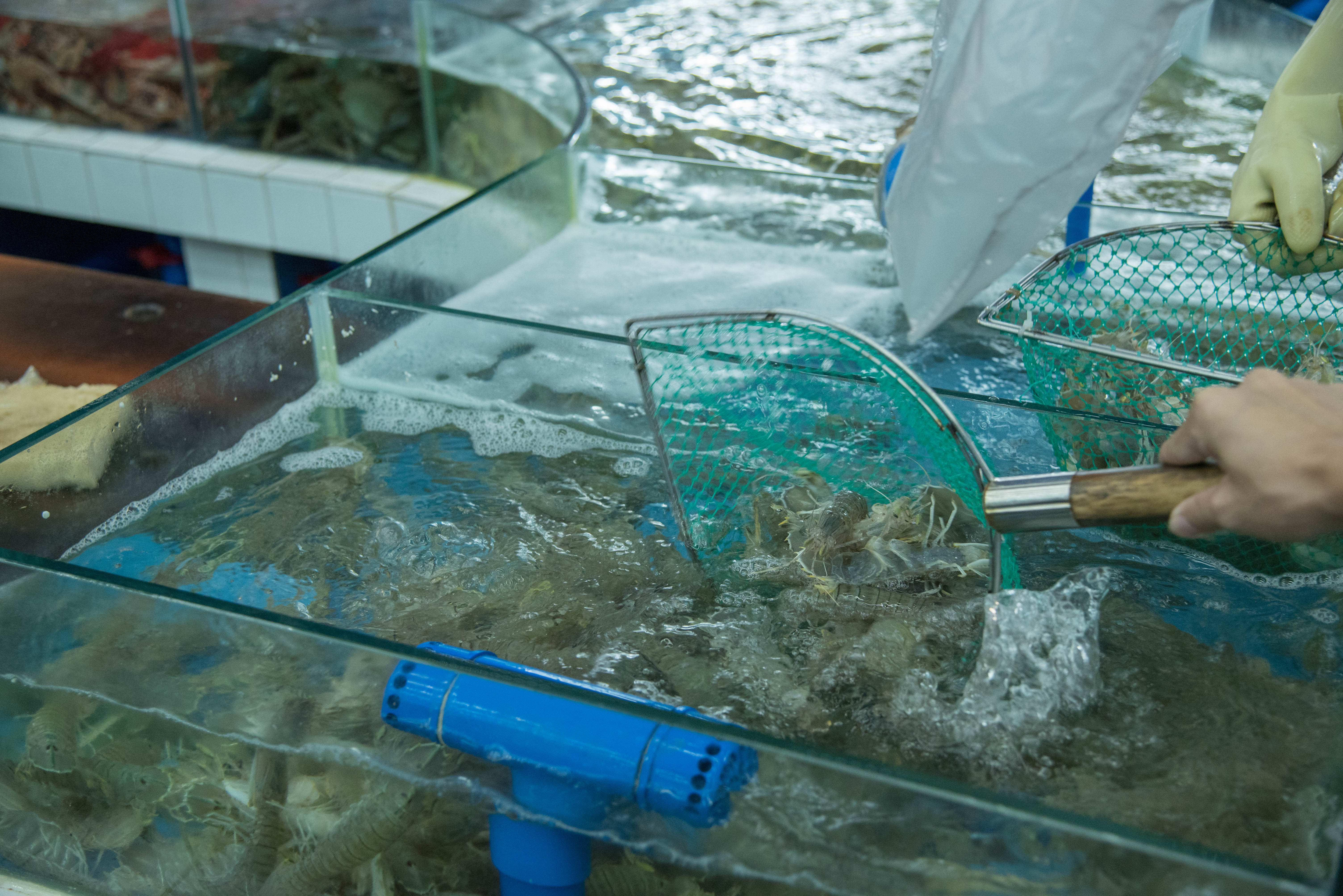 鍍忚櫕瀛愪竴鏍风殑娴烽矞,鍗楁柟浜烘暍鍚冨寳鏂逛汉涓嶆暍鍚冪殑娴烽矞