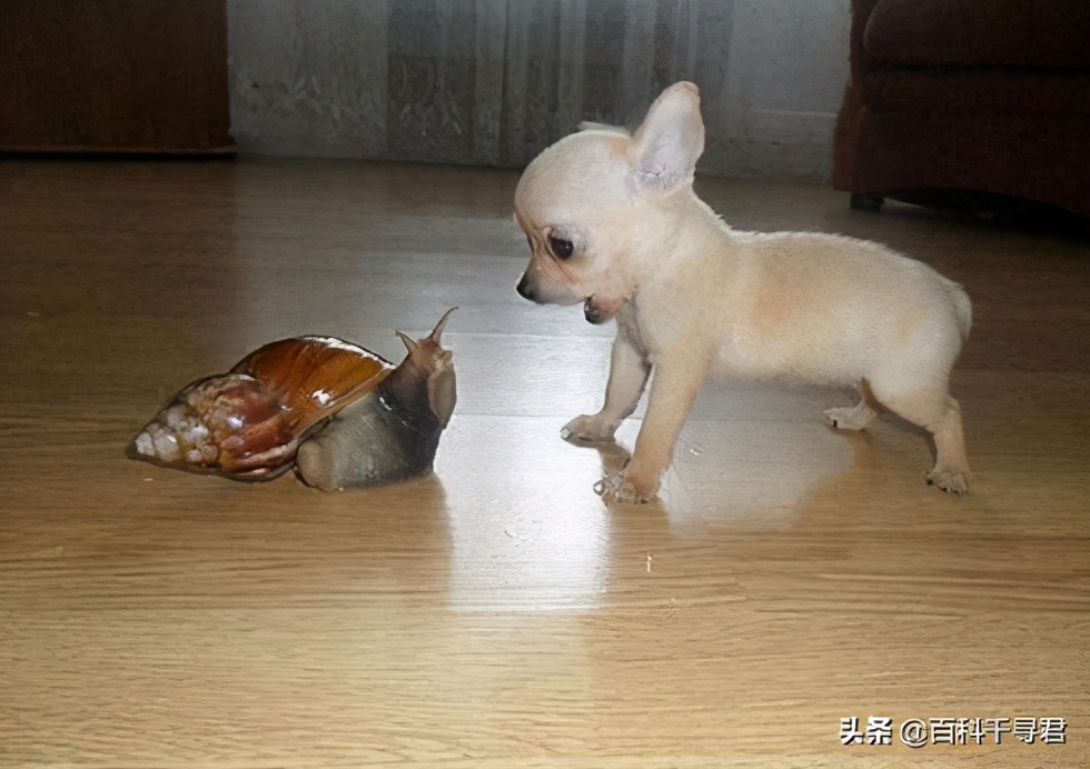 我国有哪些入侵物种,什么入侵物种在中国是被吃最惨的