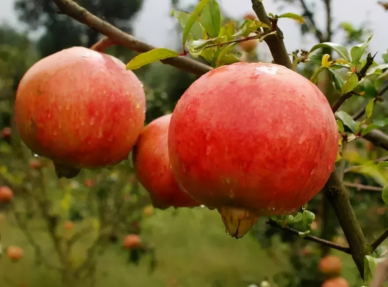 突尼斯软籽石榴和普通石榴哪个好,口感超级好的突尼斯软籽石榴
