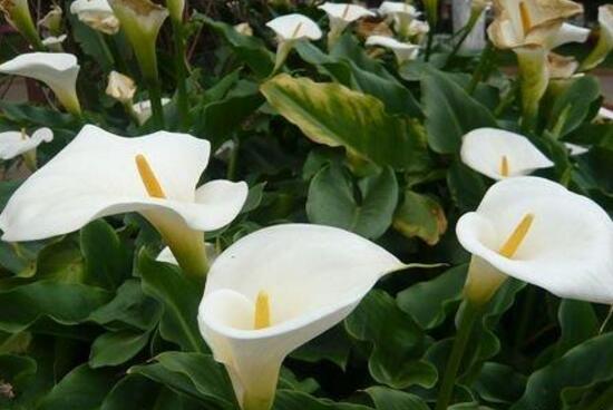 马蹄莲是否有毒呢能养在家里吗,室内养殖马蹄莲有毒吗