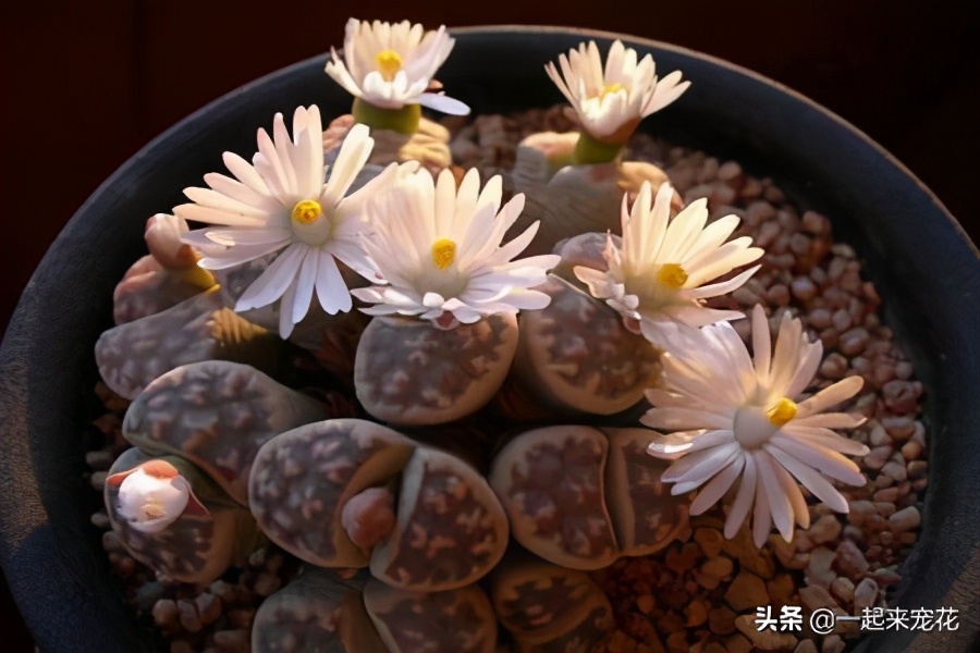 多肉生石花怎样养才养得最快,多肉生石花干瘪发皱了如何救活