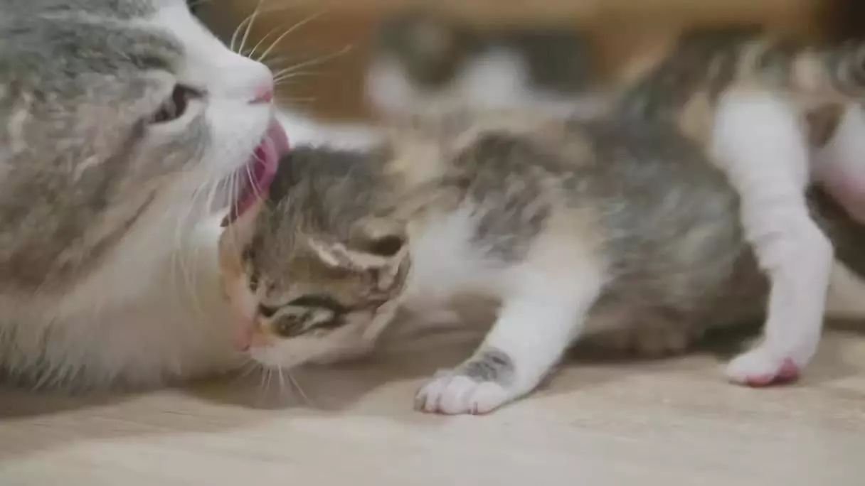 当它们在吃屎时，它们在吃什么？