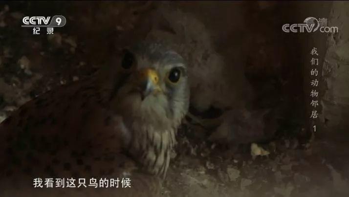 央视拍这种片怎么就没「流量」