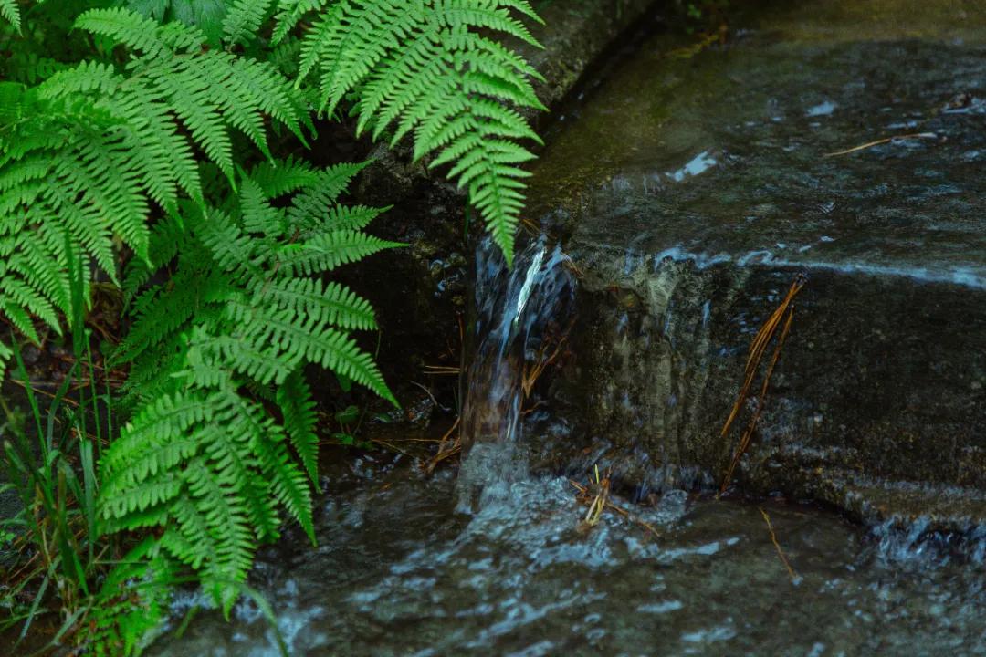 芒种又到了一年收获麦子的季节,芒种到来开始播种庄稼