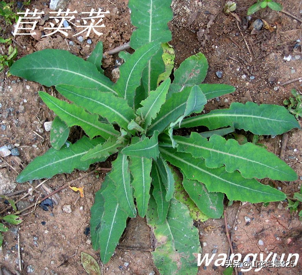野生菊苣的辨认与图片,野菜苦菜识别方法