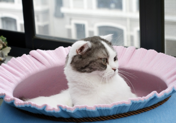 猫咪毛发干枯没光泽掉毛严重,猫咪也有头皮屑吗