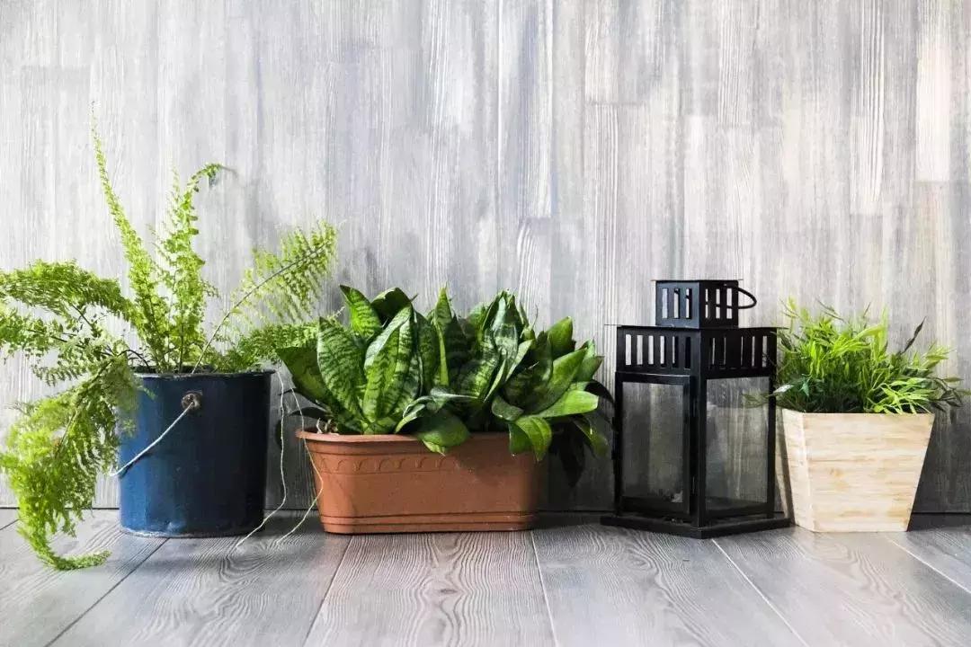 哪些绿植可以吸甲醛,哪些绿植吸甲醛最厉害呢