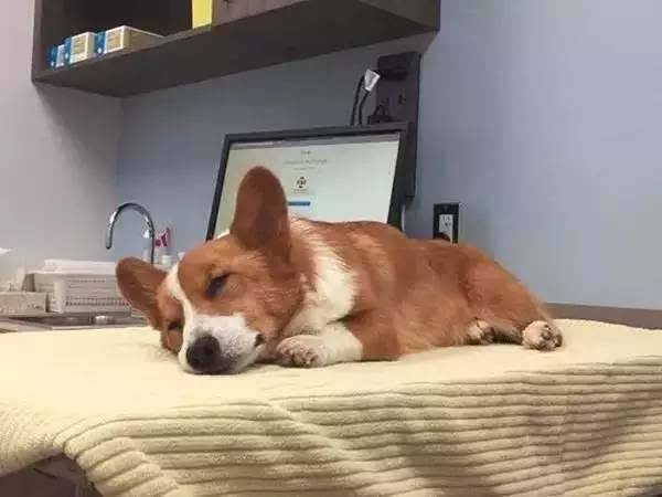 柯基犬的七个弱点最好不要吓唬它,柯基犬的10个优点不养你会后悔