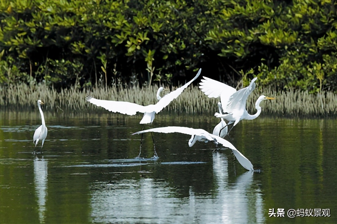 留园建筑布局照片,留园建筑景观内容