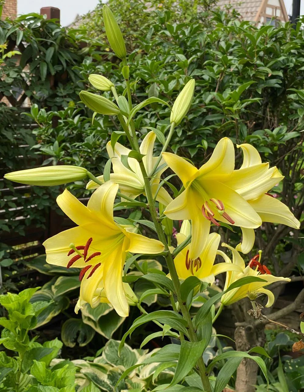 秋日赏花，百合必须要拥有姓名