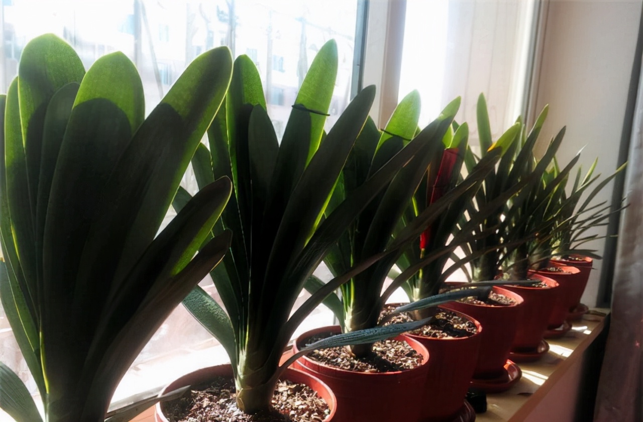 李大姐养君子兰，年年开大花，有吉祥好兆头，原来是她做对5件事