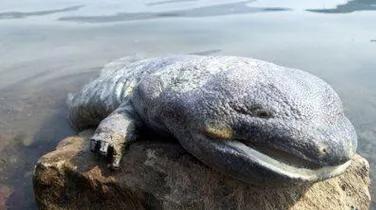 致富经未来三年,致富经农民生活