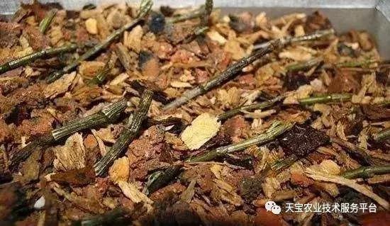 铁皮石斛6月份扦插行吗,铁皮石斛扦插方法