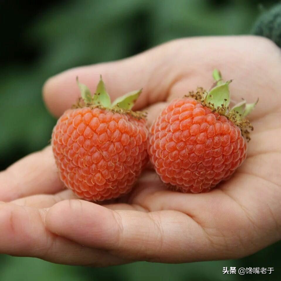 小暑水果,小暑吃什么水果