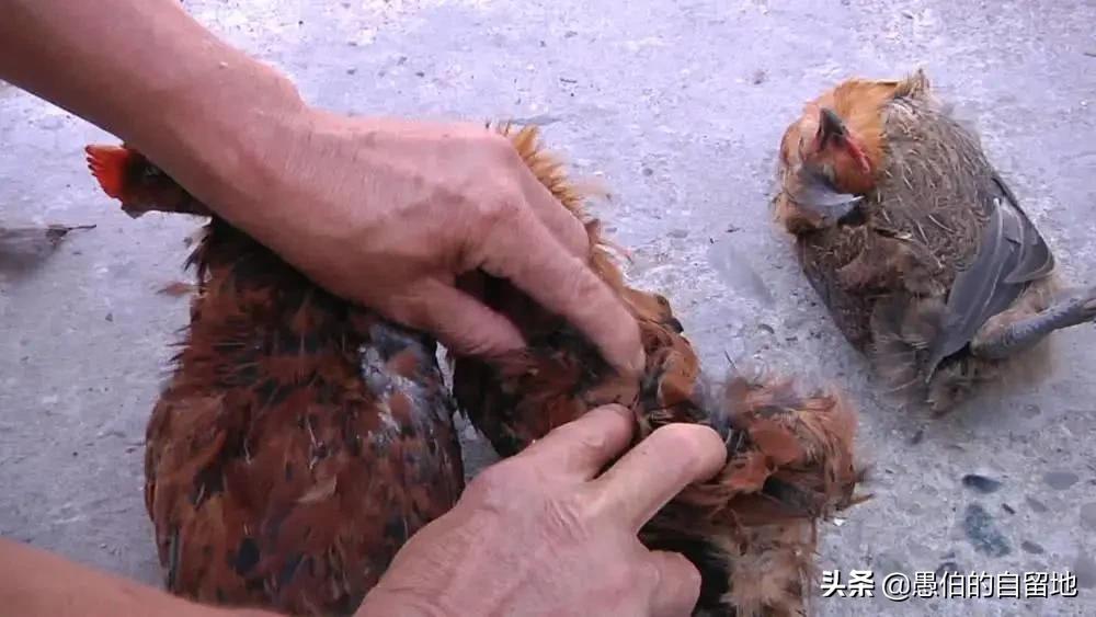 黄鼠狼偷鸡是晚上偷还是白天偷,黄鼠狼进入民宅偷鸡