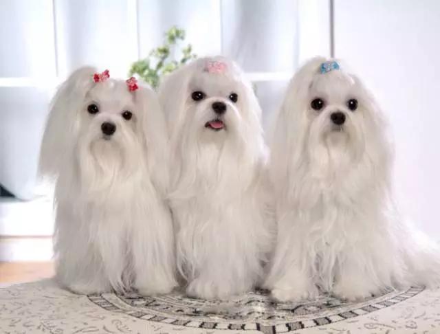 各种狗狗身价排名,各种狗的待遇对照表