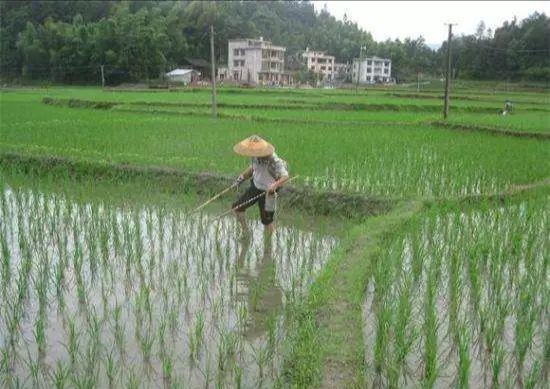 鳝鱼泥鳅养殖前景,泥鳅养殖成本与利润多少钱一亩
