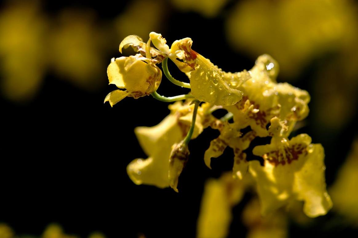 客厅高档上档次兰花盆,仿真兰花高档上档次