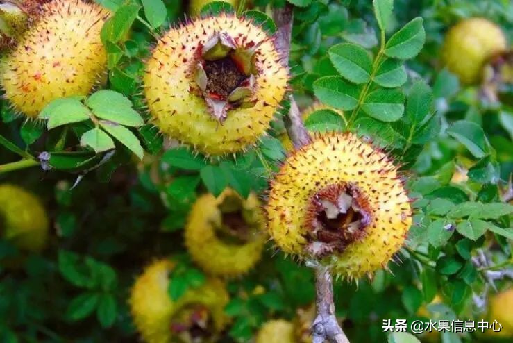 国内好吃的热带水果有哪些,小众水果推荐