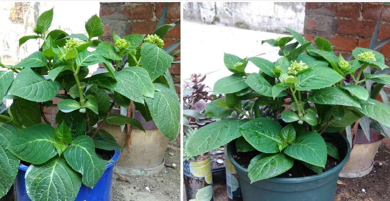 夏天养绣球鲜花,夏季修剪绣球多久浇水