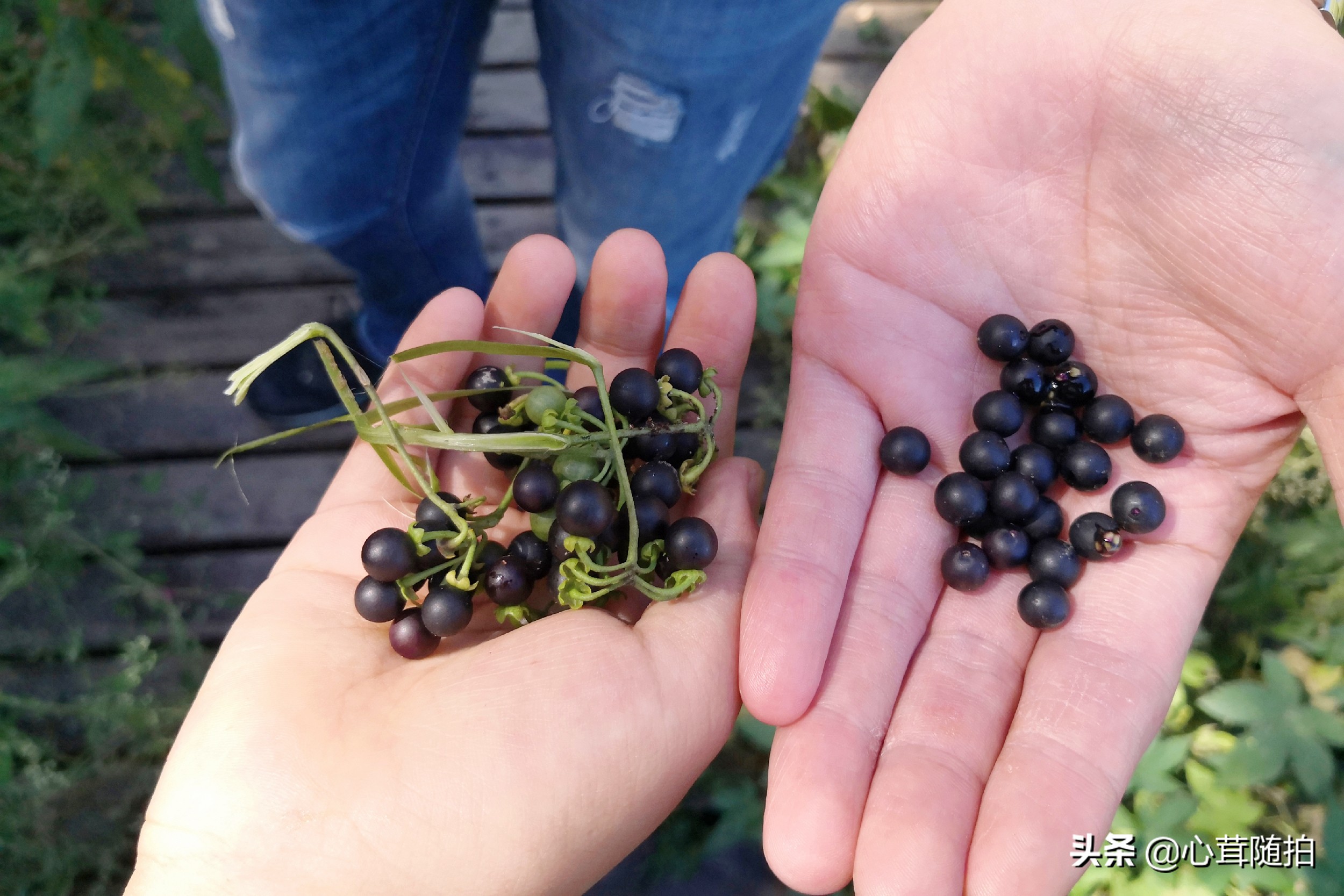 自驾白河湾,白河湾自然风景区自驾