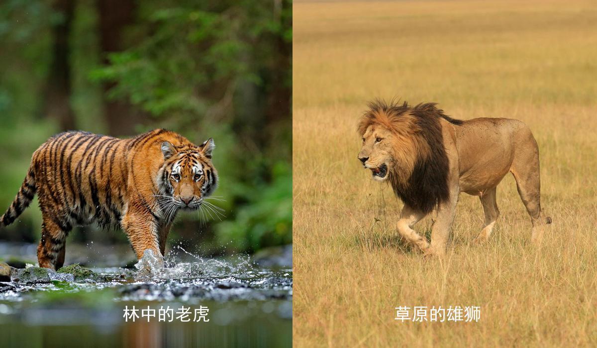 为什么老虎和狮子的争论那么大,为什么很多人认为老虎打不过狮子