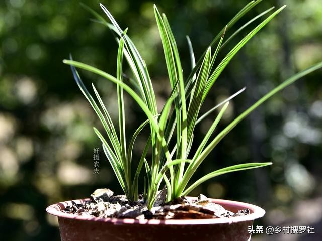 兰花换盆时根系满盆怎么分苗,兰花换盆后怎么养才能长得更好