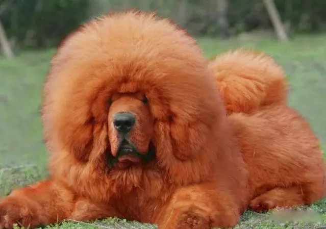 72种名犬分类介绍及图片,72种名犬及图片