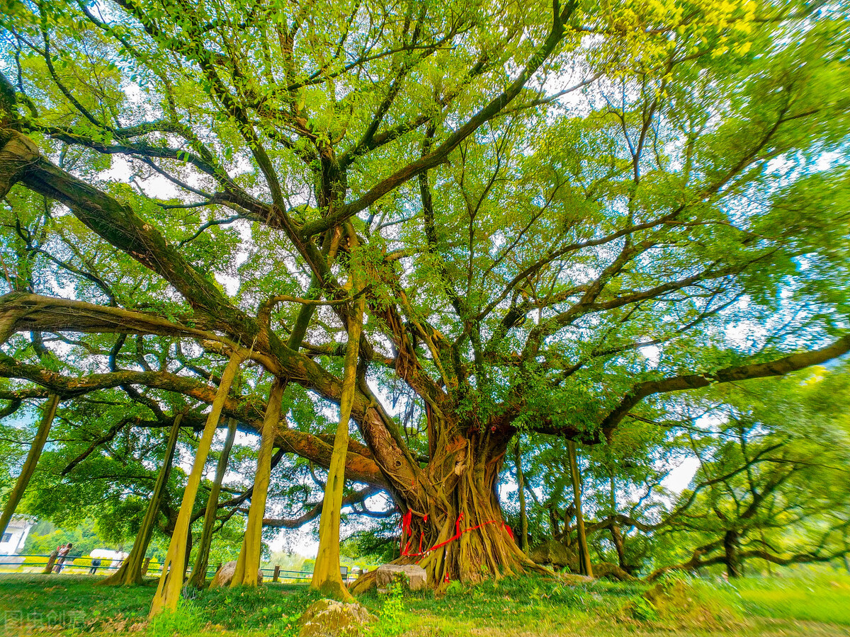 这8种花草决不能放家里,房顶植物花草种植方法