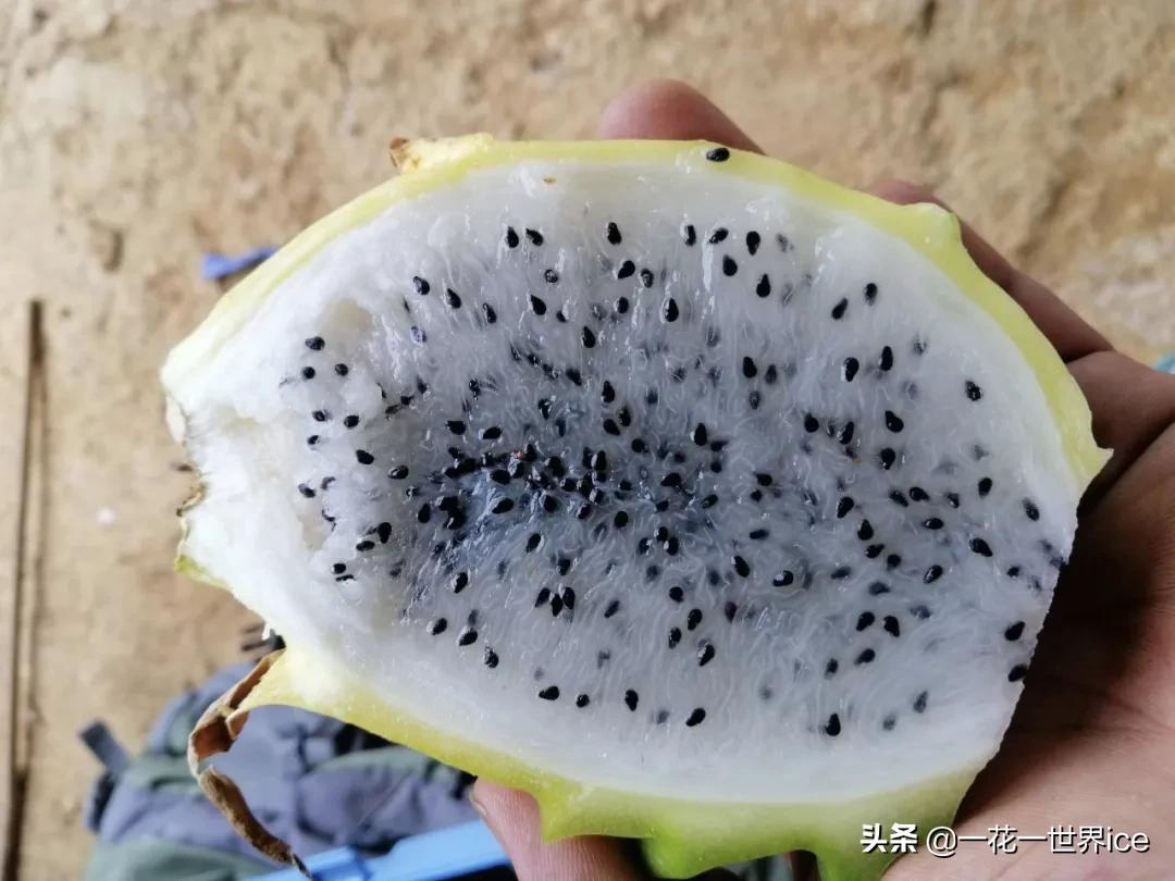 改名后成高端水果，一个60元，却少有农民敢种植，又是吹牛皮？