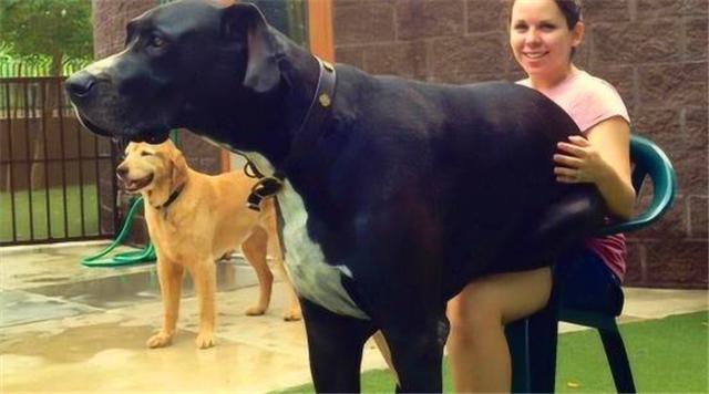 经典传奇故事世界上最大的狗,盘点世上最大的狗