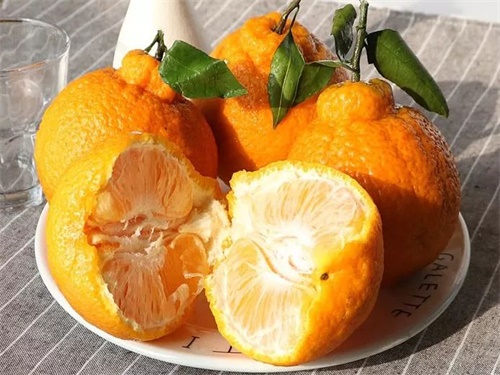 耙耙柑日本培育的吗,耙耙柑是凉性还是热性