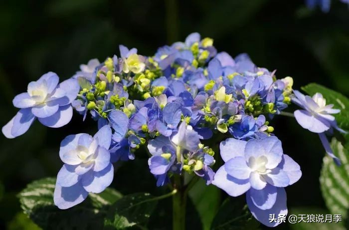 绣球季家里不缺花，全场8折迎初夏