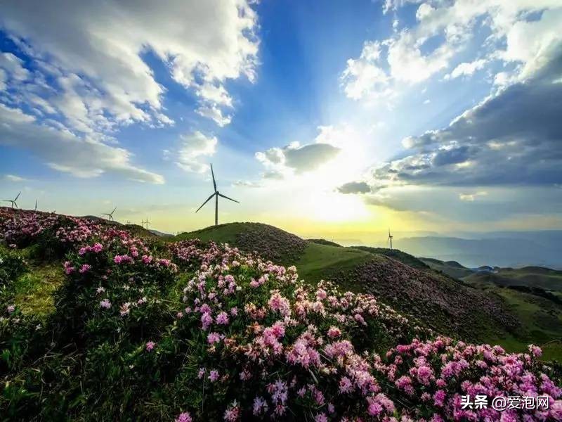 贵州最美避暑胜地,贵州六盘水乌蒙大草原避暑攻略