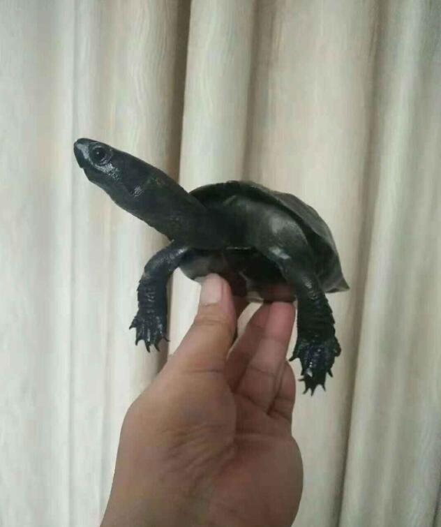 草龟和花龟有什么区别,花龟和草龟哪个性格更好玩