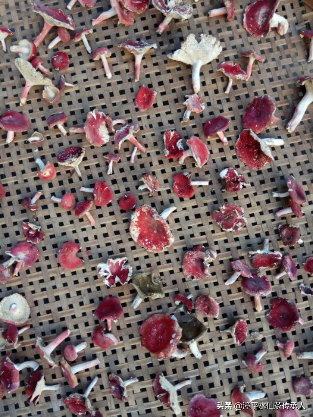 漳平南洋镇野生红菇,福建龙岩漳平水仙茶