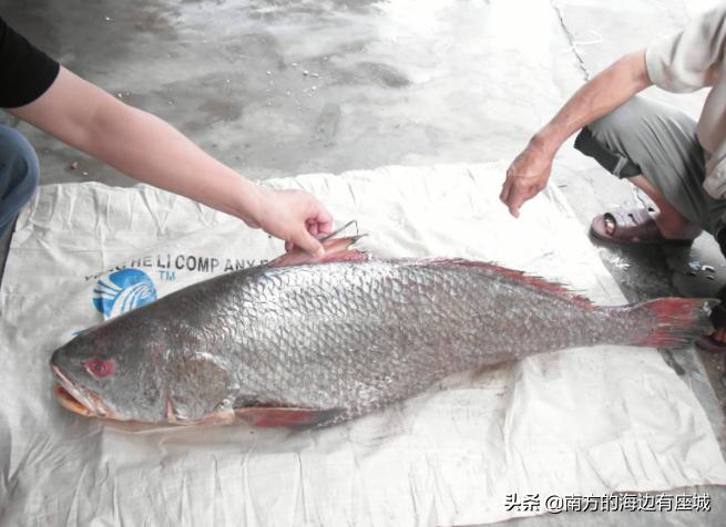 什么是鱼胶？鱼泡是怎样成为鱼胶的，整个蜕变中你不知道的秘密